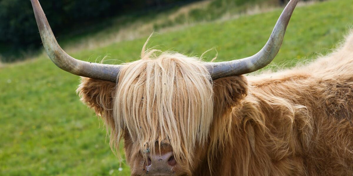 How to Fix a Cowlick: Natural Methods That Actually Work